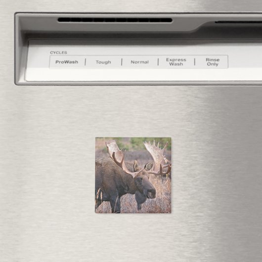 Big Bull Moose Magneet (Insitu (Vaatwasser))