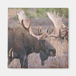 Big Bull Moose Magneet