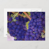 Big Bunch van Juicy Paarse druiven Briefkaart (Voorkant / Achterkant)