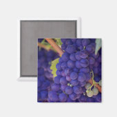 Big Bunch van Juicy Paarse druiven Magneet (Voorkant / Achterkant)