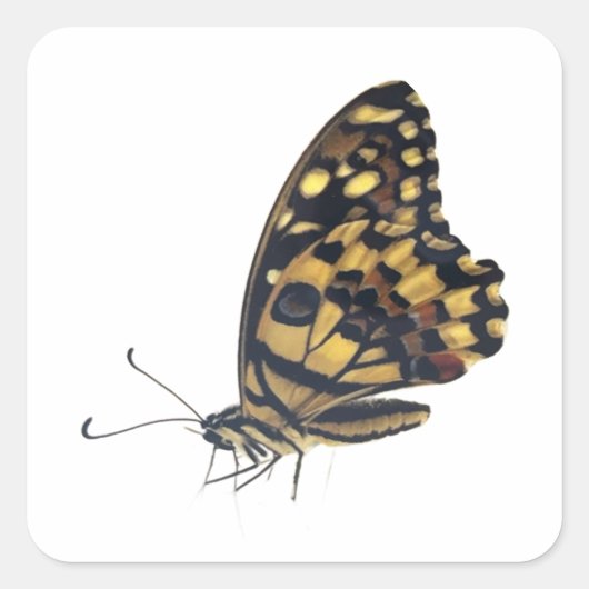  Big butterfly, Vierkante Sticker (Voorkant)