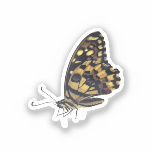  Big butterfly, vinyl sticker (Voorkant)