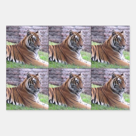 Big Cat 3 Design Pack - Alle mogelijkheden Inpakpapier Vel (Voorkant)
