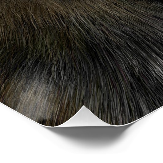 Big Cat Black Panther Perfect Poster (Hoek)