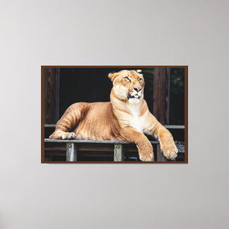 Big Cat Canvas Afdruk