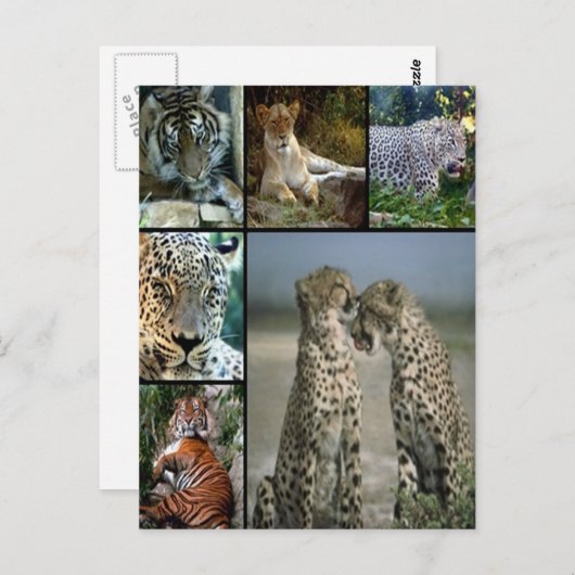 Big Cat collage Briefkaart (Voorkant / Achterkant)