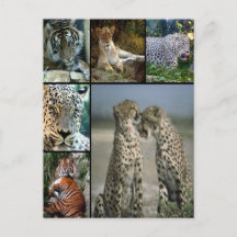 Big Cat collage
