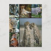 Big Cat collage Briefkaart (Voorkant)
