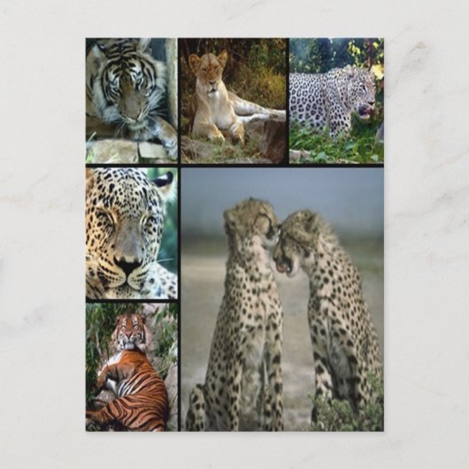 Big Cat collage Briefkaart (Voorkant)