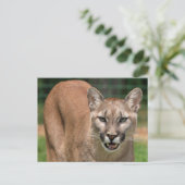 Big Cat Cougar (Puma Concolor) Briefkaart (Staand voorkant)