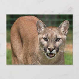 Big Cat Cougar (Puma Concolor) Briefkaart