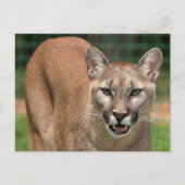 Big Cat Cougar (Puma Concolor) Briefkaart (Voorkant)