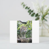 Big Cat Jaguar Briefkaart (Staand voorkant)