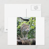 Big Cat Jaguar Briefkaart (Voorkant / Achterkant)