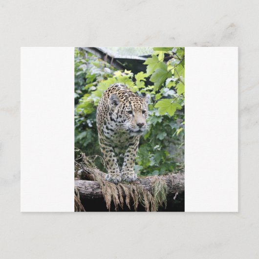 Big Cat Jaguar Briefkaart (Voorkant)