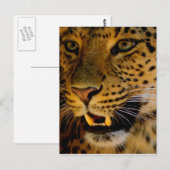 Big Cat Macro Briefkaart (Voorkant / Achterkant)