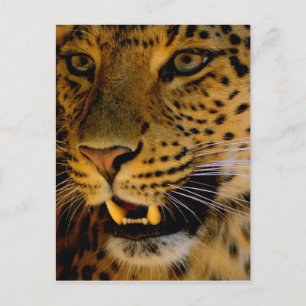 Big Cat Macro Briefkaart