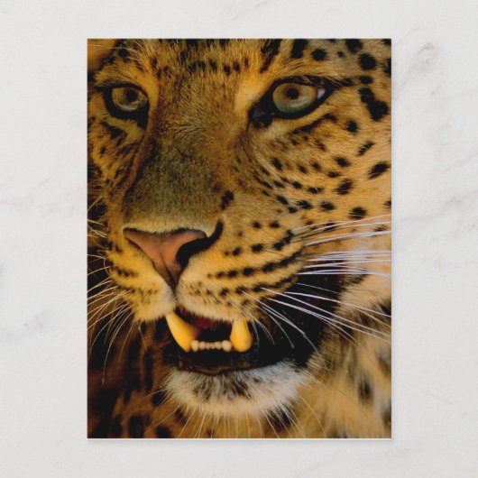 Big Cat Macro Briefkaart (Voorkant)