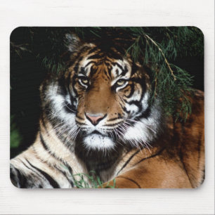 Big Cat-Muismat Muismat