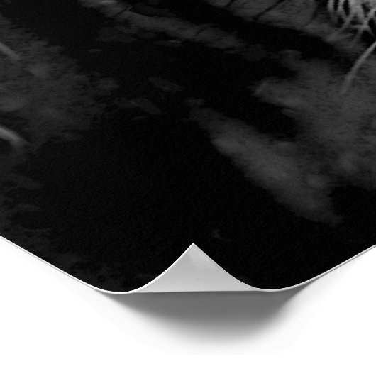 Big Cat Poster (Hoek)