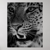 Big Cat Poster (Voorkant)