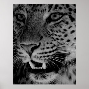 Big Cat Poster