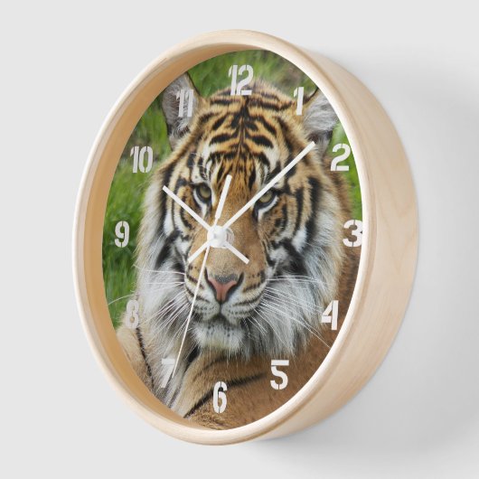 Big Cat Sumatran Tiger Foto (Hoek)