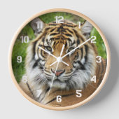 Big Cat Sumatran Tiger Foto (Voorkant)