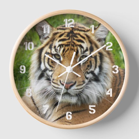 Big Cat Sumatran Tiger Foto (Voorkant)