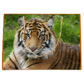 Big Cat Sumatran Tiger Foto Groot Cadeauzakje (Voorkant)