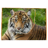 Big Cat Sumatran Tiger Foto Groot Cadeauzakje (Achterkant)