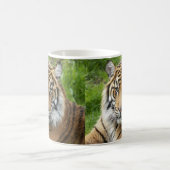 Big Cat Sumatran Tiger Foto Koffiemok (Center)