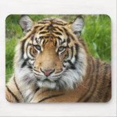 Big Cat Sumatran Tiger Foto Muismat (Voorkant)