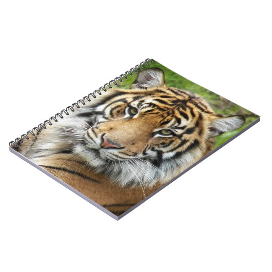 Big Cat Sumatran Tiger Foto Notitieboek (Linkerzijde)
