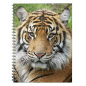 Big Cat Sumatran Tiger Foto Notitieboek (Voorkant)