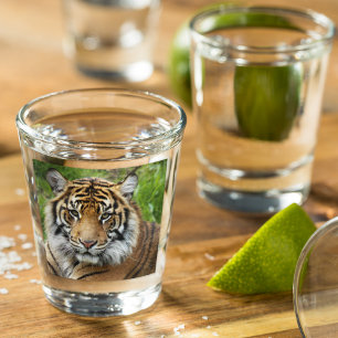 Big Cat Sumatran Tiger Foto Shot Glas