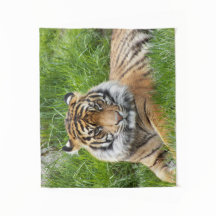 Big Cat Sumatran Tiger Foto