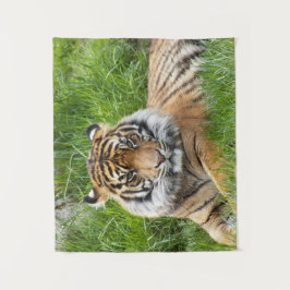 Big Cat Sumatran Tiger Foto Wandkleed