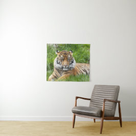 Big Cat Sumatran Tiger Foto Wandkleed