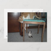 Big Cat ziet Little Kitten Briefkaart (Voorkant / Achterkant)