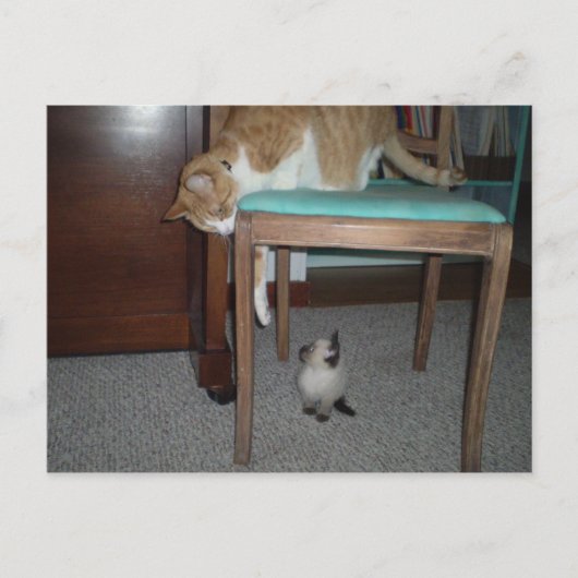 Big Cat ziet Little Kitten Briefkaart (Voorkant)