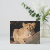 Big Cats - 8 Briefkaart (Staand voorkant)
