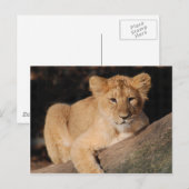 Big Cats - 8 Briefkaart (Voorkant / Achterkant)