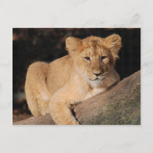 Big Cats - 8 Briefkaart