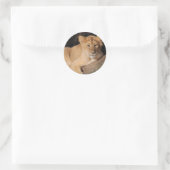 Big Cats - 8 Ronde Sticker (Tas)