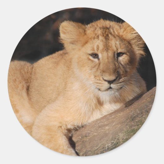 Big Cats - 8 Ronde Sticker (Voorkant)