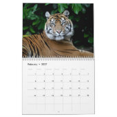 Big Cats bij Chester Zoo Calendar Kalender (Feb 2027)