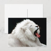 Big Cats Briefkaart (Voorkant / Achterkant)