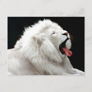 Big Cats Briefkaart