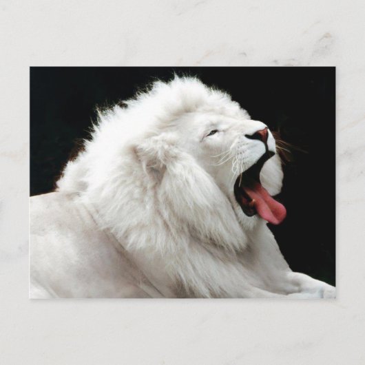 Big Cats Briefkaart (Voorkant)